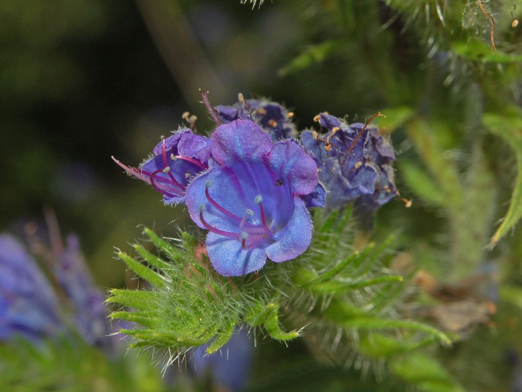 Echium vulgare